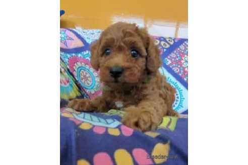 成約済の福岡県のトイプードル-247107の2枚目